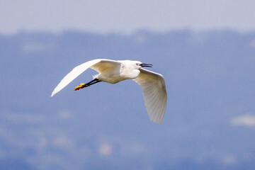 A little egret at the lake