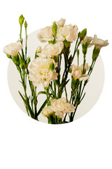 Fresh white carnations flower bouquet detail in a graphic round composition