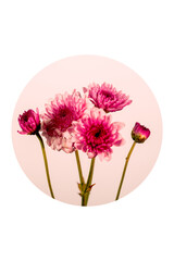 Fresh bright pink daisy bouquet detail in a graphic round composition