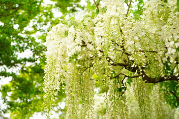 Purple and White Wisteria Flower at Hakodate Goryokaku in Hokkaido, Japan - 日本 北海道 函館市 五稜郭 公園 藤棚