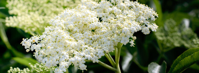 Blossom elderberry plant close-up. Banner.