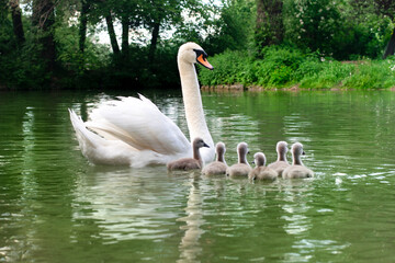 Swan and swan baby on the lake.
