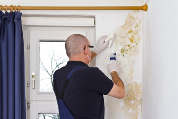 Man removing mold or mildew growing behind the drapes of an external wall in an old house with antifungal spray and tissues. - obrazy, fototapety, plakaty