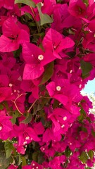  unas plantas de color rosa