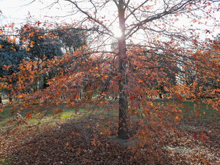 Àrbol Arce Japonès Cascade en el parque con ramas arqueadas y follaje rojo anaranjado, con sol...