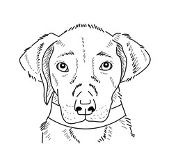 Hand drawn puppy sketch. Tattoo sketch, print design or engraving. Cute small dog.