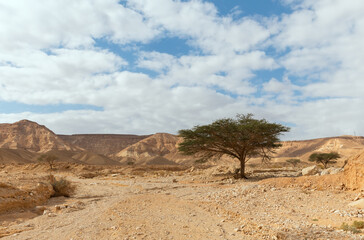  lonely tree in Arava desert Israel