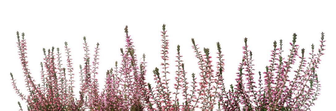 Heather with beautiful flowers on white background. Banner design