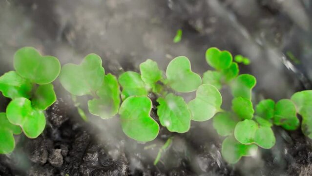 Watering a radish growing in a garden bed close-up in slow motion. green radish leaves