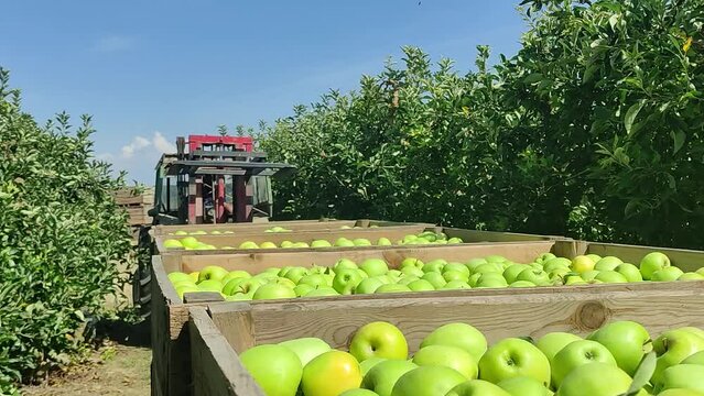 Tractor picking apple boxes in an apple orchard.