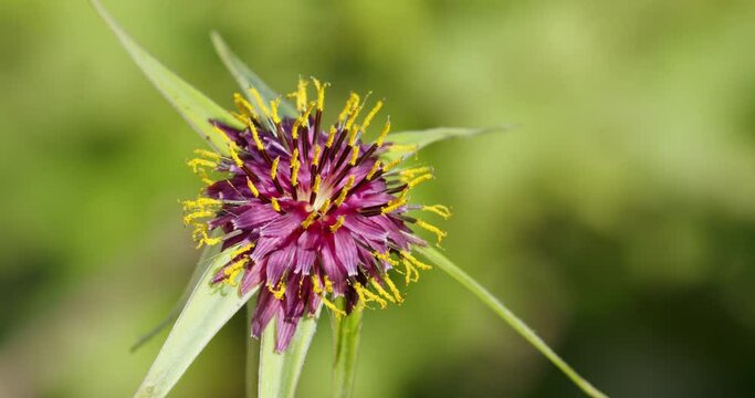 The flowers of Tragopogon porrifolius 