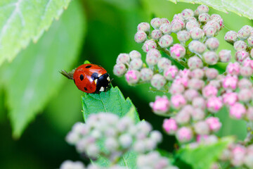 Fototapeta premium Macro photography of a ladybug in its natural habitat