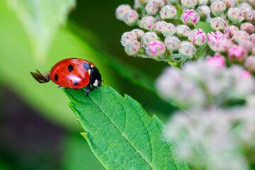 Fototapeta premium Macro photography of a ladybug in its natural habitat