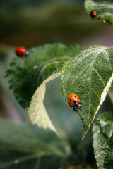 Fototapeta premium Macro photography of a ladybug in its natural habitat