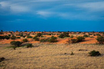 Fototapeta na wymiar Beautiful landscape with vivid colours in Kalahari desert.
