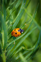 Macro photography of a ladybug in its natural habitat