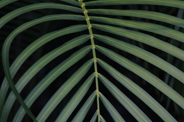 closeup shot of try palm leaves / leafs in the summer on the evening