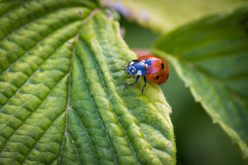 Macro photography of a ladybug in its natural habitat