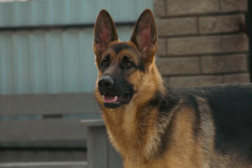 german shepherd dog