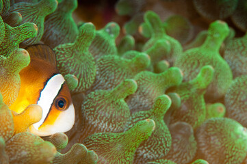 False Clown Fish hiding in the florescent lime green anemones  