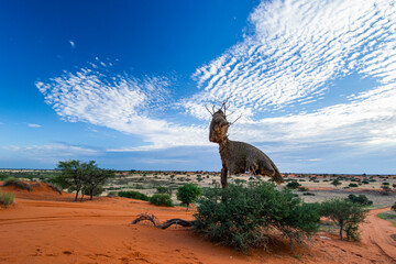 Beautiful landscape with vivid colours in Kalahari desert of Namibia.
