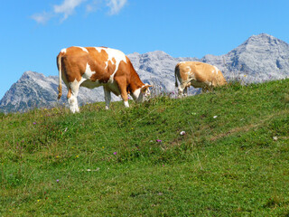Fototapeta na wymiar Zwei Kühe auf der Weide mit den Loferer Steinbergen im Hintergrund
