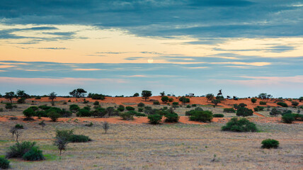 Fototapeta na wymiar Beautiful landscape with vivid colours in Kalahari desert of Namibia.