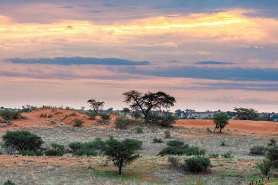 Kalahari.desert Images – Browse 41,443 Stock Photos, Vectors, and Video | Adobe Stock