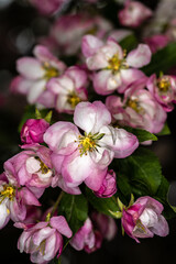 Fototapeta na wymiar Flowers of Schiedeckeri Flowering Crabapple (Malus x schiedeckeri)