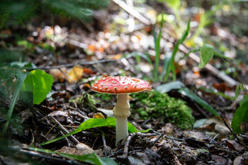 Red poisonous fly agaric in the forest. Close-up. Fly agaric red.