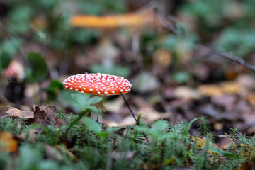 Red poisonous fly agaric in the forest. Close-up. Fly agaric red.