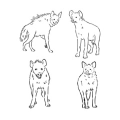 Vector hand drawn doodle sketch hyena isolated on white background
