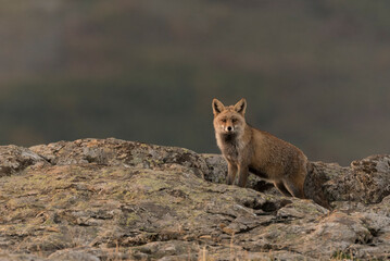 A red fox (Vulpes vulpes) on alert from their hunting territory - stock photo