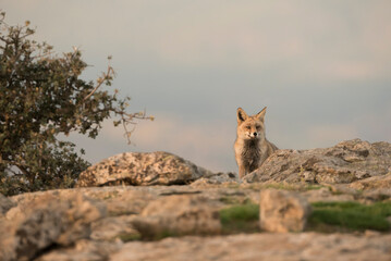 A red fox (Vulpes vulpes) on alert from their hunting territory - stock photo