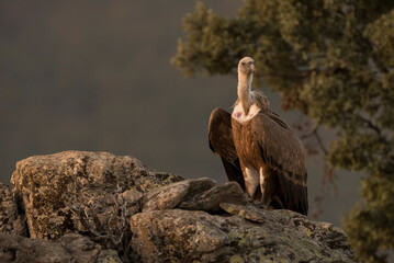 Griffon Vulture (Gyps fulvus) Buitre Leonado  on a rock, Spain