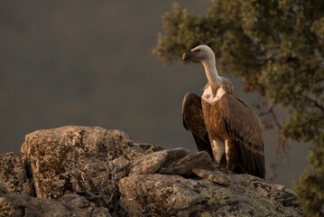 Griffon Vulture (Gyps fulvus) Buitre Leonado  on a rock, Spain
