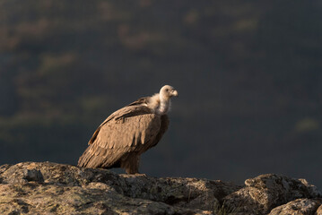 Griffon Vulture (Gyps fulvus) Buitre Leonado  on a rock, Spain
