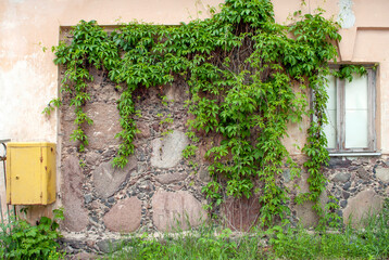 An old century-old abandoned building in Vilnius. Beautiful stone wall covered with plants and moss. Beautiful background for desktop or print.