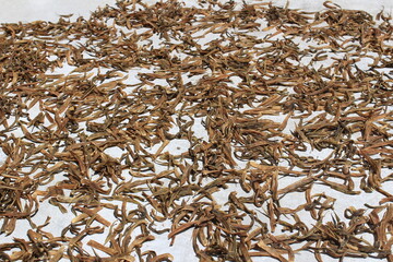 Dried Cluster Beans fryums or Currant.Cluster beans are drying in the direct sunlight in the morning