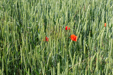 Red poppy in green wheat field. Summer background