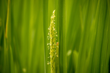 Close shot of flower of rice in paddy field.