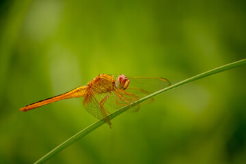Orange dragonfly sitting on the grass.