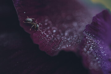 black ant on flower petal with water dew drops