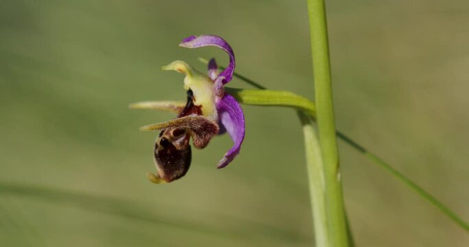 Ophrys scolopax, known as the woodcock bee-orchid or woodcock orchid