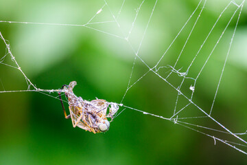An insect trapped in a spider's web