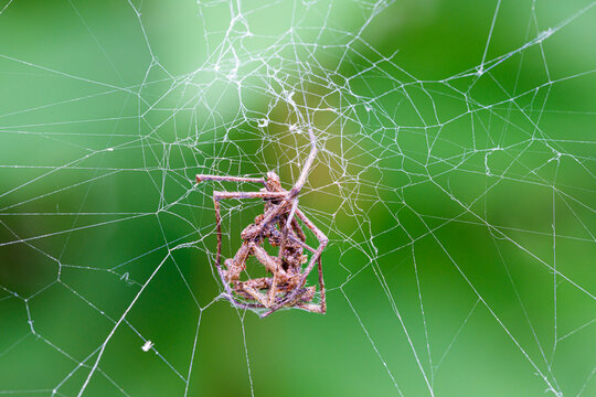 An insect trapped in a spider's web