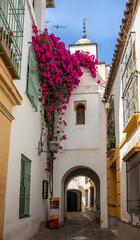 Fototapeta na wymiar Corner of the Jewish quarter of Córdoba with a spectacular bougainvillea, Spain