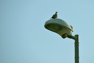street lamp on a sky