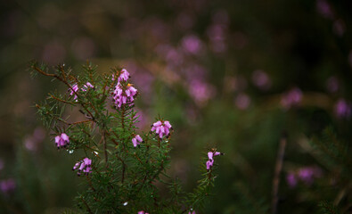 Erica flower in the spring forest with bokeh background. 