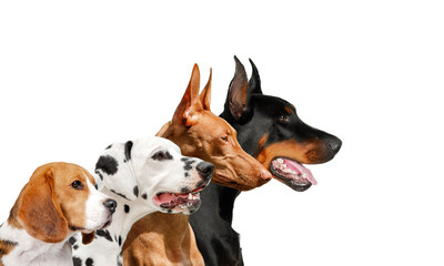 photo of several breeds of dogs wonderful portraits of Doberman, Pharaoh Hound and Dalmatian
